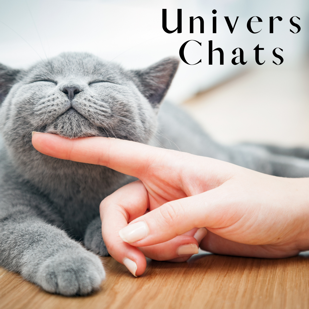 Univers Chats