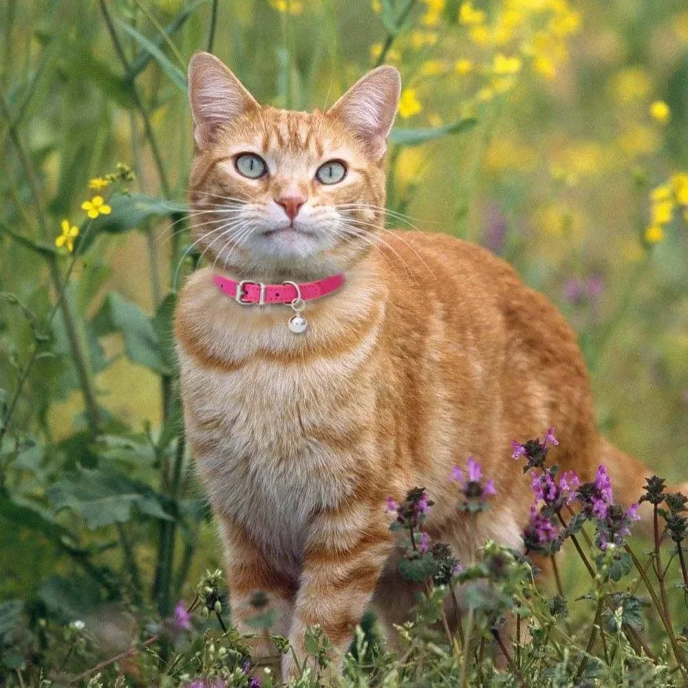 🎀 Collier en Cuir avec Clochette – Pour Chat (16 Couleurs)